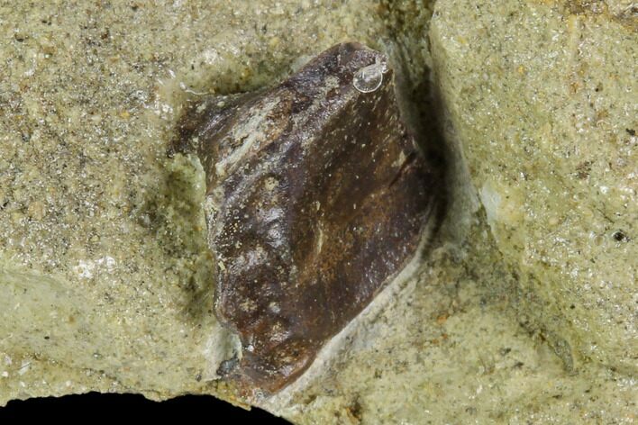 Fossil Hadrosaur Tooth In Rock - Aguja Formation, Texas #116610